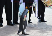 PINGÜINO RECIBE PROMOCIÓN A MAYOR GENERAL DE LA GUARDIA DEL REY DE NORUEGA