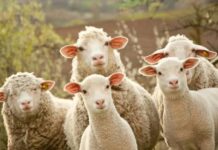 OVEJAS SE COMEN CASI 300 KILOS DE MARIHUANA: ‘SALTABAN MÁS QUE LAS CABRAS’