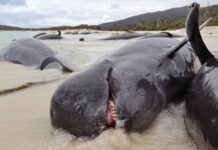 MUEREN MÁS DE 30 BALLENAS VARADAS EN UNA PLAYA DE AUSTRALIA