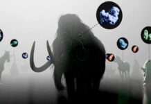 IA resucita moléculas de criaturas del pasado, como el mamut, para crear antibióticos