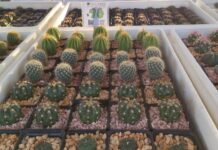 INICIA CON GRAN ÉXITO LA EXPO CACTUS Y SUCULENTAS 2024
