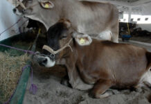 Cancelan Expo Ganadera de Sinaloa por inseguridad y amenazas