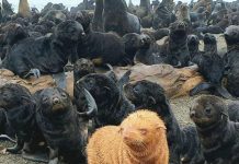 Extraña foca albina descubierta en Rusia.